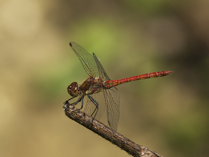 Sympetrum sanguineum... no, Sympetrum striolatum